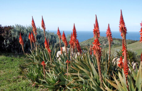 meerausblick-natur-sardinien